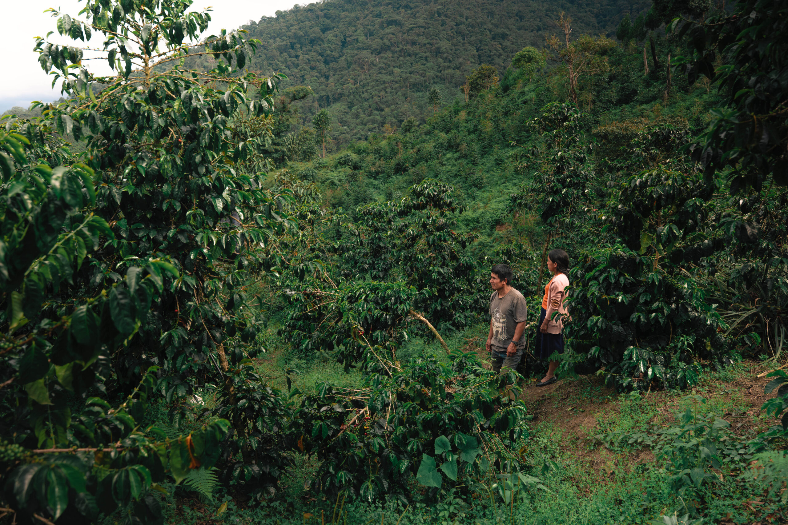 Productor Pangoa 4