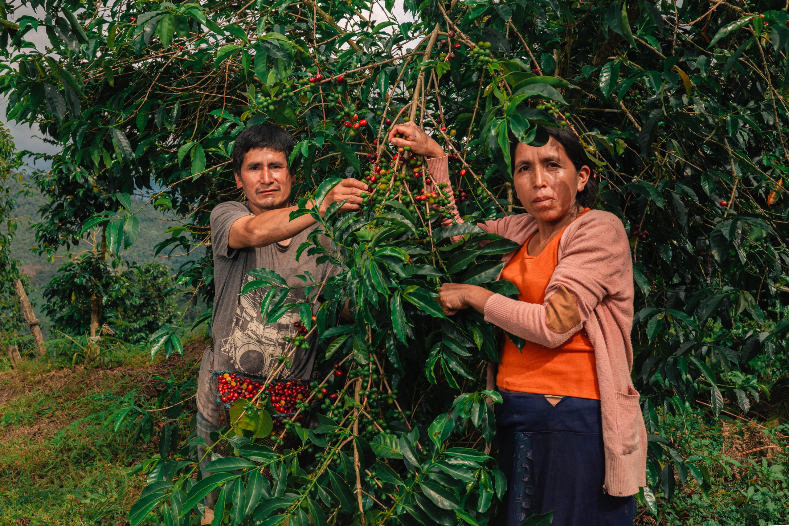 Café Valle Pangoa
