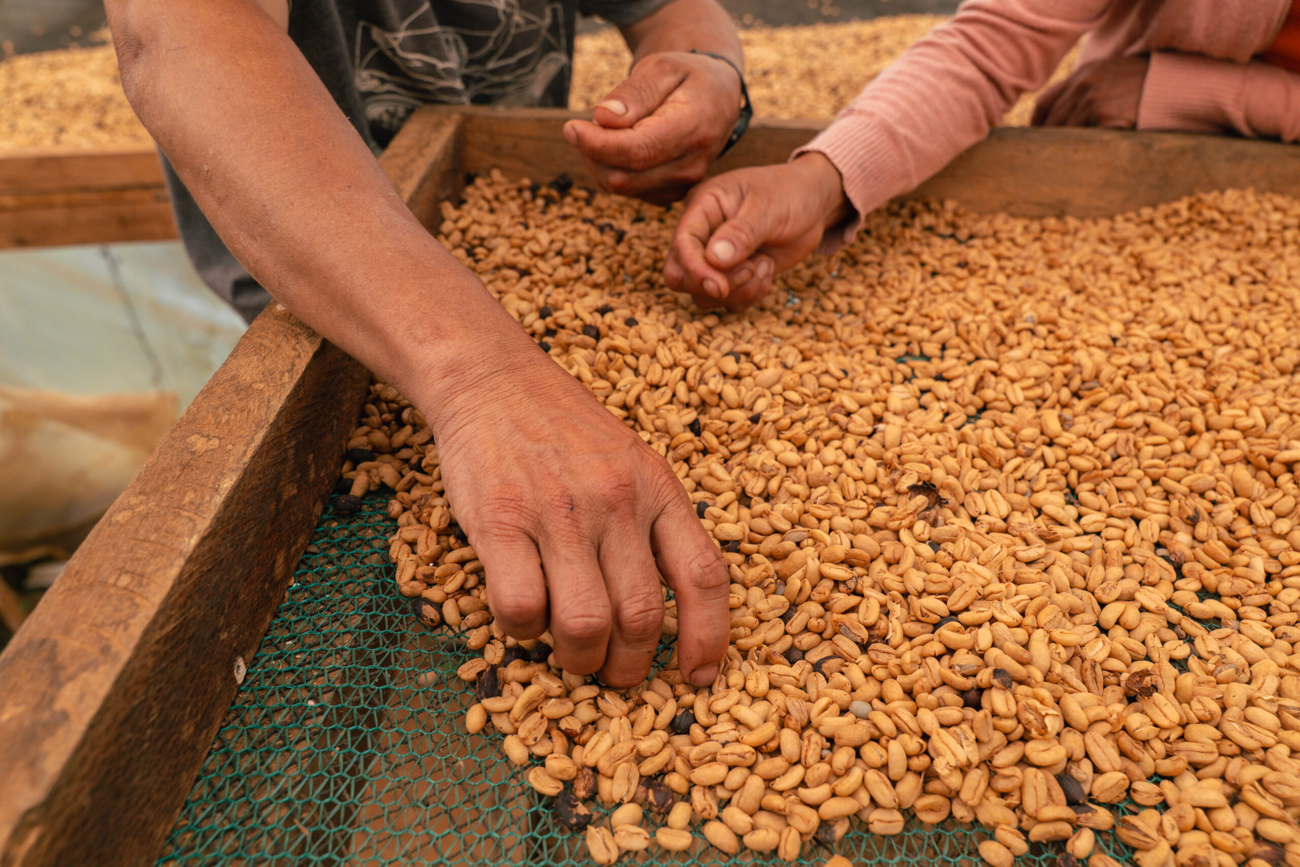 Productor Pangoa 8